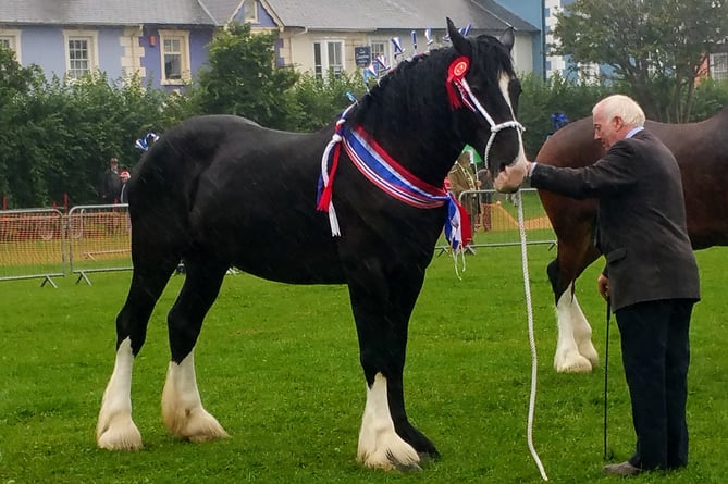 Shire Horse Show Set To Return To Aberaeron Cambrian news co uk shire-horse-show-set-to-return-to-aberaeron-cambrian-news-co-uk